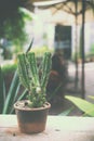 Flower pot in cafe - cactus decoration of coffee shop