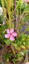 Flower in pot, close portrait pink flower.