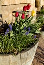 Flower pot with colorful tulips on sunny day Royalty Free Stock Photo