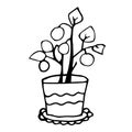 Flower pot. Coloring book vector illustration