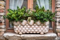 A flower pot decorated with sea shells Royalty Free Stock Photo