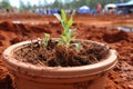 A flower pot with earth in which green sprouts have grown and roots are visible in soil