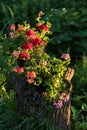 A flower pot with flowers in red and pink on a tree stump