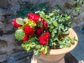 Flower pot in the form of a vase with a bush of scarlet roses in the Megala Meteora monastery in Meteora region, Greece