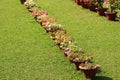 Flower pot in a garden row vier Royalty Free Stock Photo