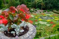 Flower pot and gardens at Lyme Hall in Peak District, Cheshire,