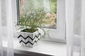 Flower pot with geometric pattern with ripsalis plant planted in it stands on windowsill