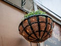 A flower pot with a green plant is hung on a metal chain near entrance to street cafe. Light garland wraps around tow and creates Royalty Free Stock Photo