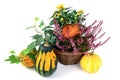 flower pot of heather with mini pumpkins on isolated white background. Halloween. Royalty Free Stock Photo