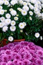 Flower pot with lilac and white chrysanthemums.