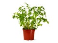 Flower pot with lovage Royalty Free Stock Photo