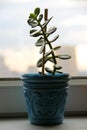 A flower in a pot. Money tree Royalty Free Stock Photo