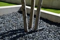 Detail of tree trunks in a pot, mulched with gray gravel and irrigated with a black drip hose saves gardeners costs