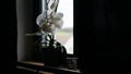 Flower pot near a big window. White orchid on the windowsill Royalty Free Stock Photo