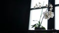 Flower pot near a big window. White orchid on the windowsill Royalty Free Stock Photo