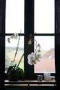 Flower pot near a big window. White orchid on the windowsill Royalty Free Stock Photo