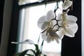 Flower pot near a big window. White orchid on the windowsill Royalty Free Stock Photo