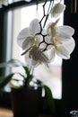 Flower pot near a big window. White orchid on the windowsill Royalty Free Stock Photo