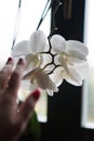 Flower pot near a big window. White orchid on the windowsill Royalty Free Stock Photo