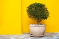 Flower in the pot near the yellow wall of the house Royalty Free Stock Photo