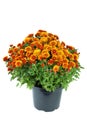 Flower pot with orange chrysanthemum flowers Royalty Free Stock Photo