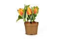 Flower pot with orange and yellow \'Tulipa Flair\' tulip spring flowers Royalty Free Stock Photo