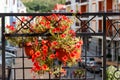 Flower pot with petunias flowers hanging on the wrought iron grill of terrace Royalty Free Stock Photo