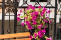 Flower pot with petunias flowers hanging on the wrought iron grill of terrace Royalty Free Stock Photo