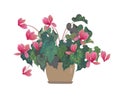 Flower in a pot. Pink Cyclamen. Home flowers.
