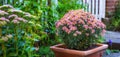 Flower pot with a pink daisy bush flowering outside in a lush green garden in spring. Wide angle closeup of overgrown Royalty Free Stock Photo