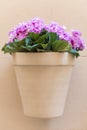 Flower pot with pink flowers Royalty Free Stock Photo