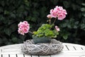 A flower pot with pink geranium blossoms on a garden table