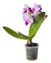 A flower pot with a pink mini orchid Phalaenopsis isolated on white background Royalty Free Stock Photo