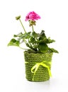 Flower pot with pink pelargonium isolated on white