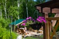 Flower pot Pink and purple bleeding heart blossoms hanging from a flower pot flower garden roof suspended Royalty Free Stock Photo