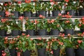 flower in pot pink red flowers decorate in shelf ion the garden