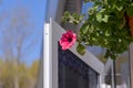 Flower pot with pink red petunia flowers dangling from the roof of the house in sunlight with copy space Royalty Free Stock Photo