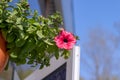 Flower pot with pink red petunia flowers dangling from the roof of the house in sunlight with copy space Royalty Free Stock Photo