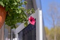 Flower pot with pink red petunia flowers dangling from the roof of the house in sunlight with copy space Royalty Free Stock Photo