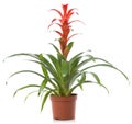 Flower pot plant Royalty Free Stock Photo
