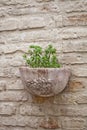 Flower pot with plant on antique brick wall