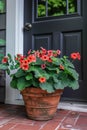 Flower pot or planter containing geraniums, calibrachoas Royalty Free Stock Photo