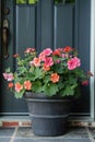 Flower pot or planter containing geraniums, calibrachoas Royalty Free Stock Photo