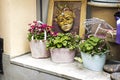 a flower pot. Potted plants on the porch. Royalty Free Stock Photo