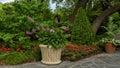 Flower pot with purple foxgloves and beds with red Geraniums Dallas Arboretum and Botanical Garden