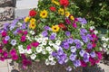 Flower pot with purple petunias, geranium and sunflowers in front of the wall