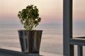 Flower pot on the railing cafe on the background of the sea and sky Royalty Free Stock Photo