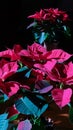 A flower in a pot with red leaves. Double reflection. Holiday. Royalty Free Stock Photo