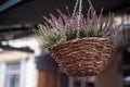 Flower pot on the roof of a summer cafe. Pretty purple hanging plant outside