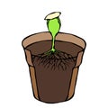 Flower Pot with Soil. Seed, Sprout and Root. Flowerpot for Sprouting Plant. Seedling. Phases of Growth of a Plant. Gardening Hobby